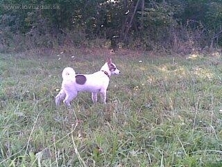 Bela biela breza, ked mala 2 mesiace