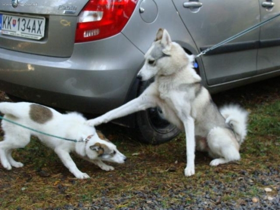 Mala Bela na klubovke v poprade 2009