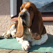 Hugo