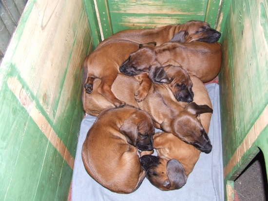 Šteniatka - veget v búde