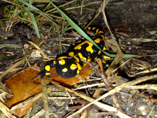 Salamandra