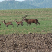 Ruja 2011