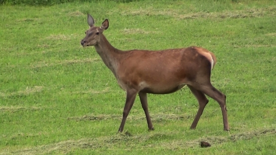Jelenička