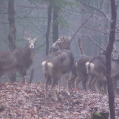Boli aj u nás a už nie sa...