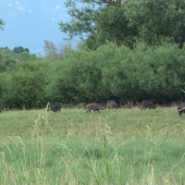 A opäť kámoši moji...