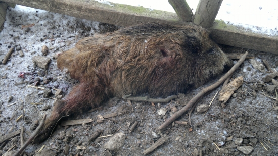 Smutný nález pri kŕmení