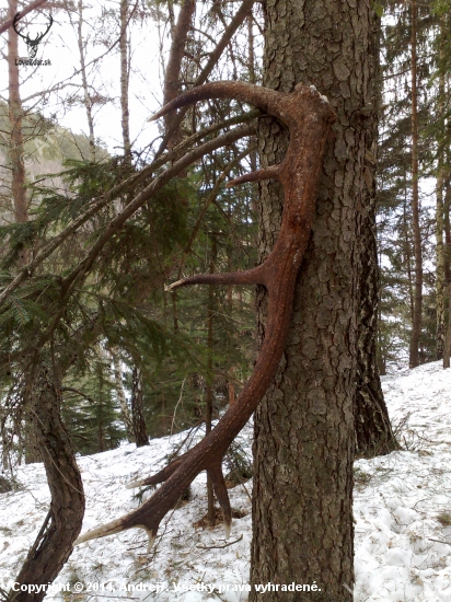 Spomienková...