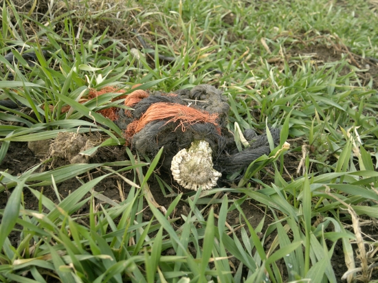 Srnčí troška netradične