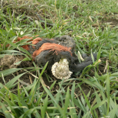 Srnčí troška netradične