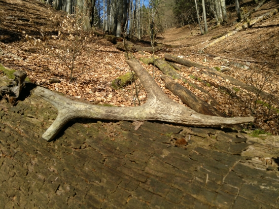 Zabudnutý odlomenec