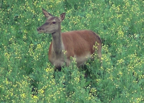 Jelenička