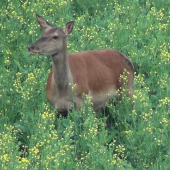 Jelenička