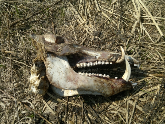 Kanček