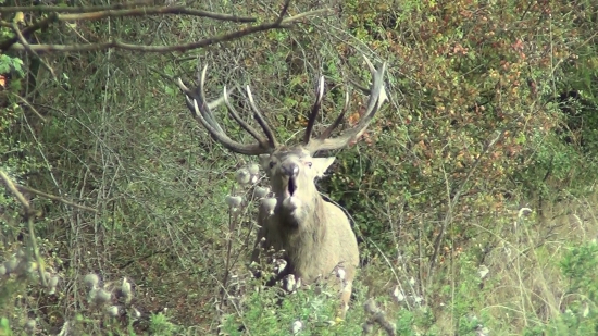 Ruja 2015
