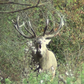 Ruja 2015