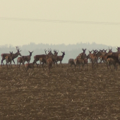Taká menšia črieda