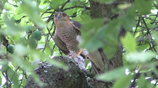 Jastrab krahulec /Accipiter nisus/
