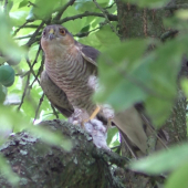 Jastrab krahulec /Accipiter nisus/