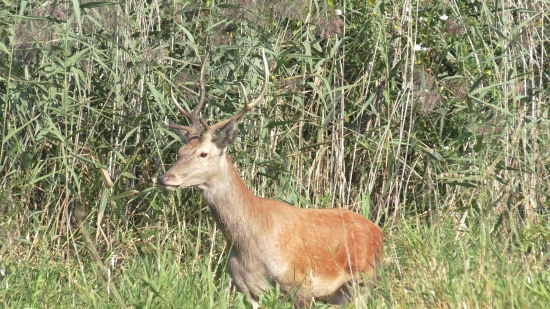 Mladík