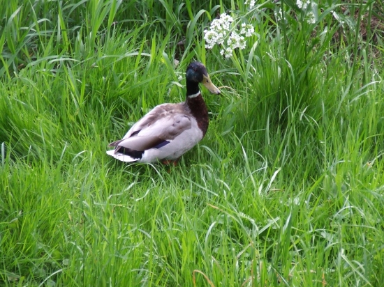 Káčer