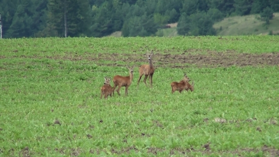 Srnčia rodinka