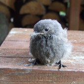 Žltochvost domový - mláďa