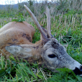 Srnček na konci sezóny