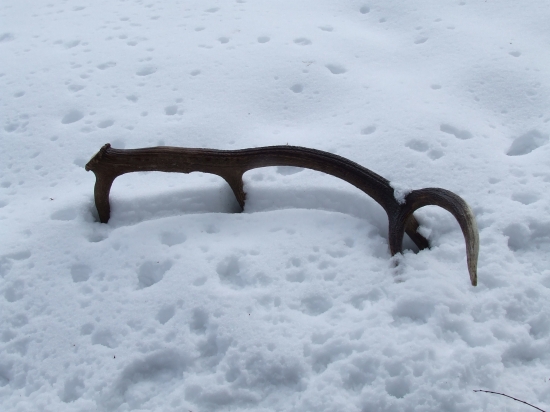 Minuloročný - prvý