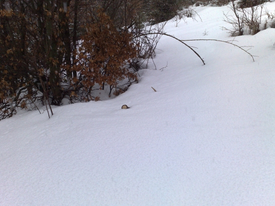 Minuloročný - druhý k nemu