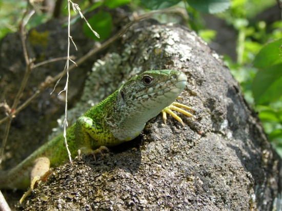 Jašterica zelená