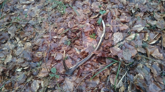 Pred rokom som ho nevidel...