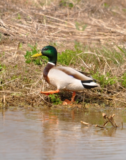 káčer