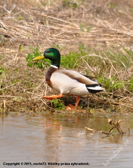 káčer