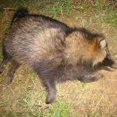 psík medvedíkovitý