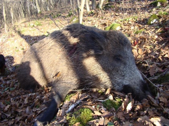 diviak na spoločnej 2008