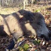 diviak na spoločnej 2008