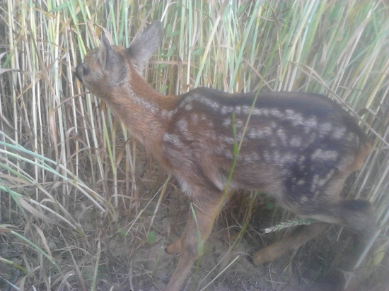 nechcela sa fotit.