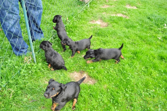 šteniatka jagdteriera