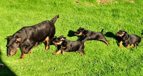 BONA a jej deturence