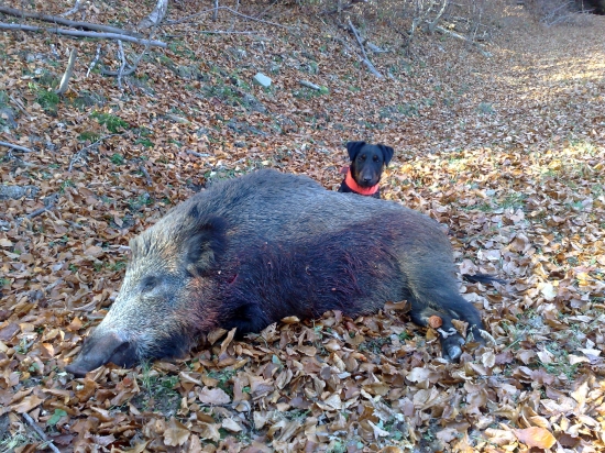 Výsledok práce mladého 8 mesačného jagdteriéra.