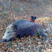 Výsledok práce mladého 8 mesačného jagdteriéra.