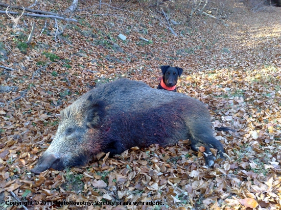 Výsledok práce mladého 8 mesačného jagdteriéra.