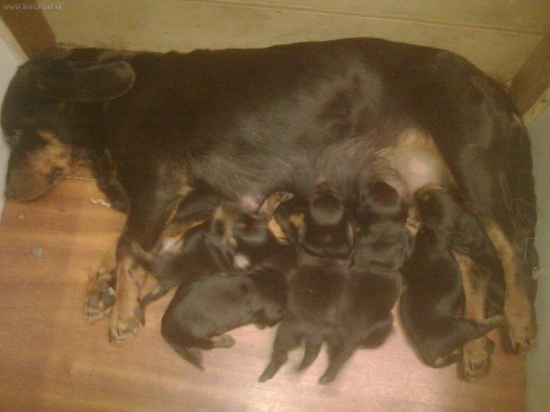 Alpský jazvečikovitý durič