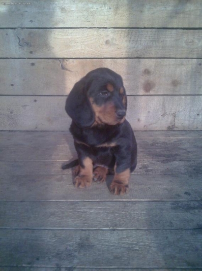 Alpský jazvečikovitý durič - šteniatko