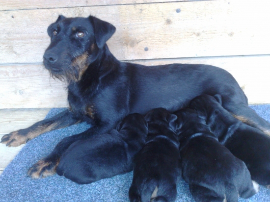 Ajkine potomstvo :-))