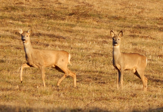 Romantika pri západe slnka