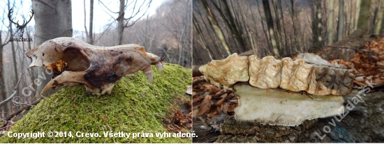 Potrebujem poradiť