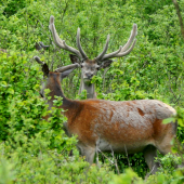 Jelene