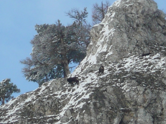 Kamziky
