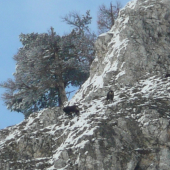 Kamziky